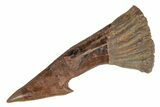 Fossil Sawfish (Onchopristis) Rostral Barb - Morocco #219893-1